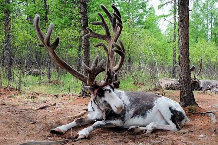 敖鲁古雅鄂温克猎民乡图片_纵览新闻