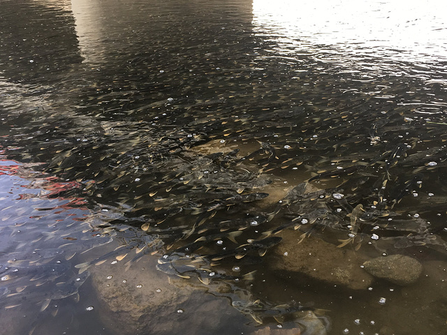 青海湖唯一的鱼种