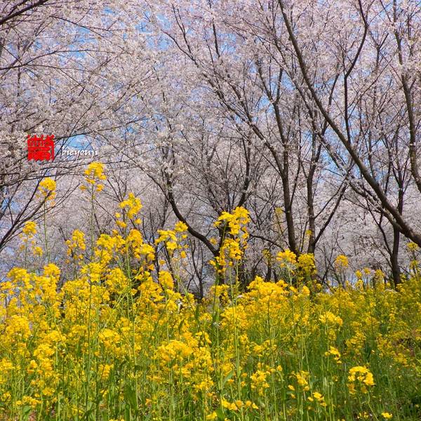 2019鼋头渚攻略,无锡鼋头渚游玩门票,鼋头渚游escapeoldhouse攻略图片