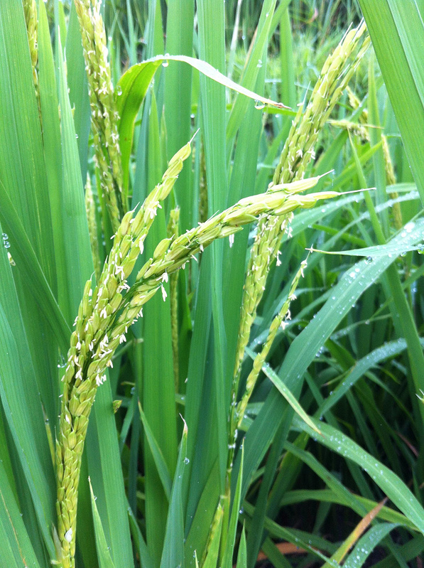 水陆空桂林游记_桂林旅游攻略_自助游攻略_去