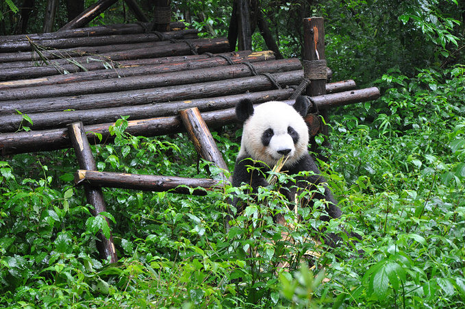 成都大熊猫繁育研究基地图片