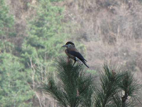 2014岳麓山_旅游攻略_门票_地址_游记点评,长