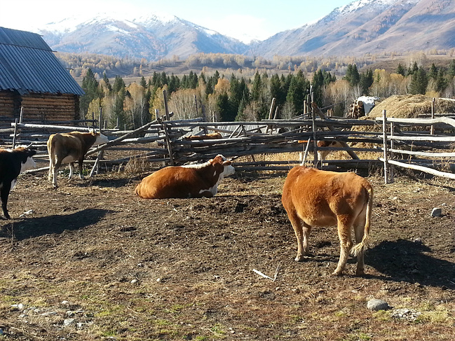 七0后吃货新疆九天自助包车之旅_阿勒泰旅游攻略