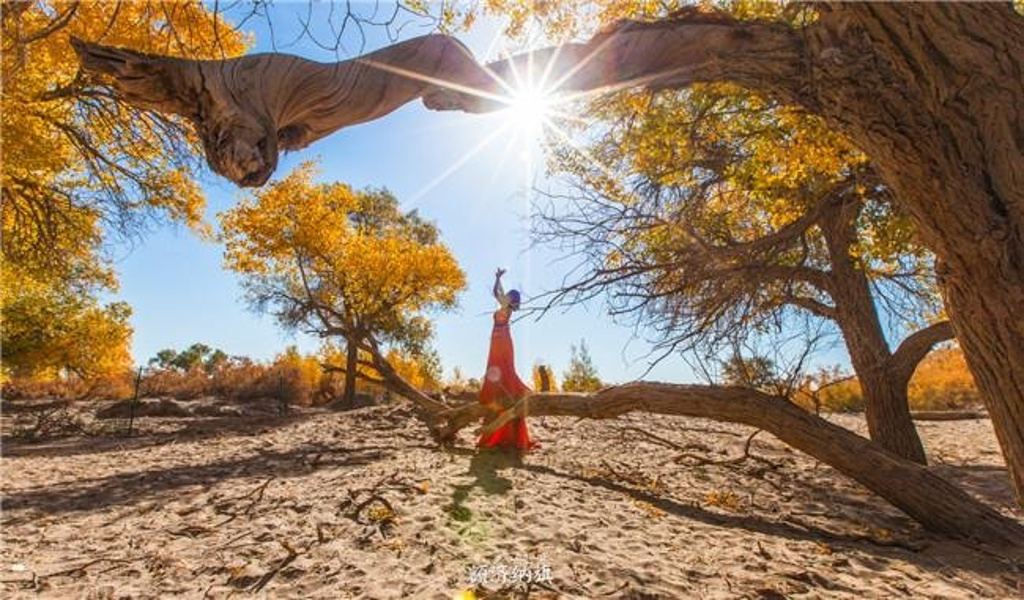 2015也是我们在额济纳旗地区的最后一天终_额济纳胡杨林自然保护区评论 - 去哪儿攻略社区