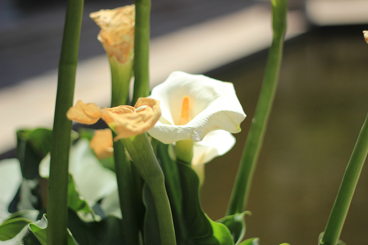 2015云南民族村位于昆明滇池国家旅游度假区