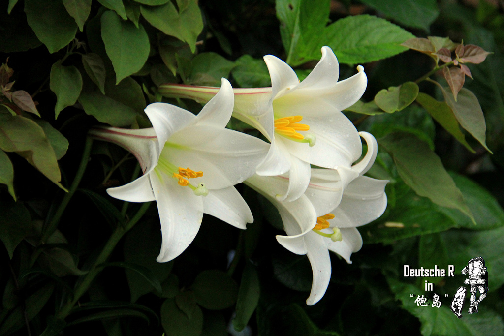 2015住的是名为多桑的店民宿。在半山腰上,