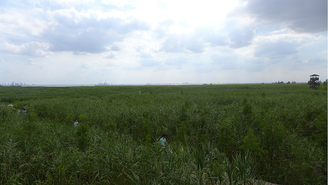 崇明1日游_上海旅游攻略_自助游攻略_去哪儿