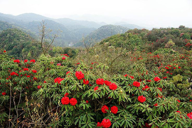 天然上的攻略大高原青岛百里杜鹃_毕节旅游花园贵州六一旅游攻略图片