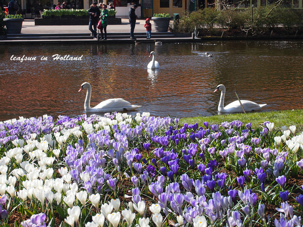 郁金香之国_阿姆斯特丹旅游攻略