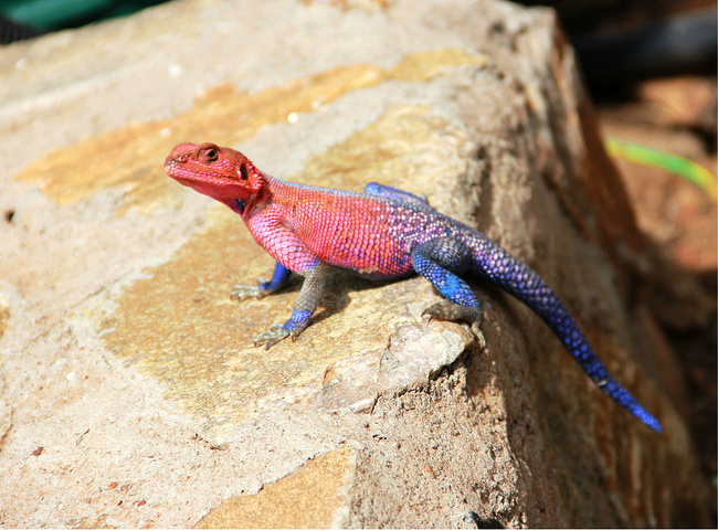 探秘狂野的非洲大陆--肯尼亚_内罗毕旅游攻略_自助游攻略_去哪儿攻略社区