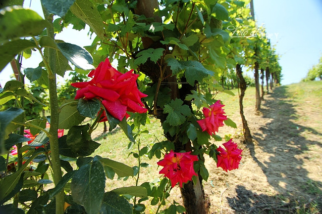 在意大利的那些日子_米兰旅游攻略