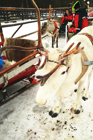 2015到达lapland Safari开始罗瓦._罗瓦涅米评