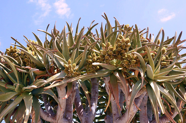 纳米比亚南非超细十六天家庭游下部_开普敦旅游攻略