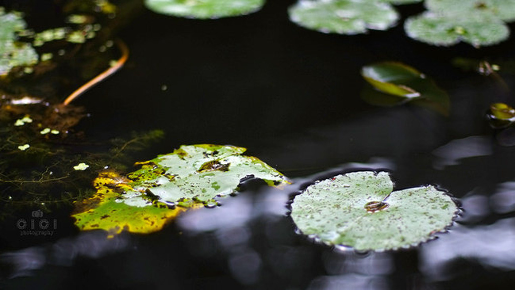 2015观音山森林公园_旅游攻略_门票_地址_游