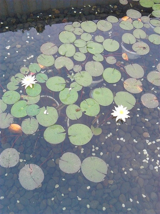 2015重庆园博园_旅游攻略_门票_地址_游记点