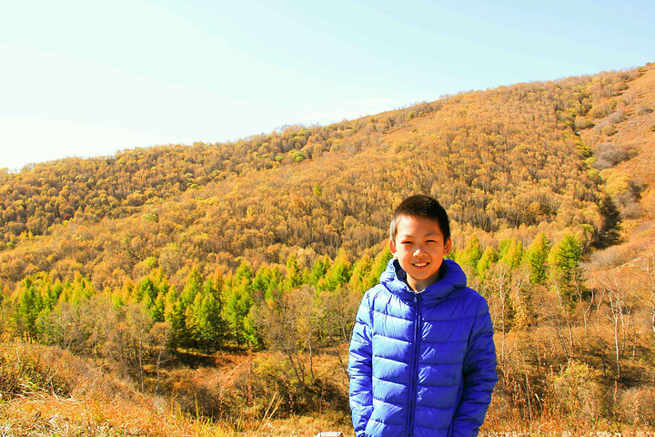 今天天气很好,满山的白桦林_千松坝森林公园"的评论图片