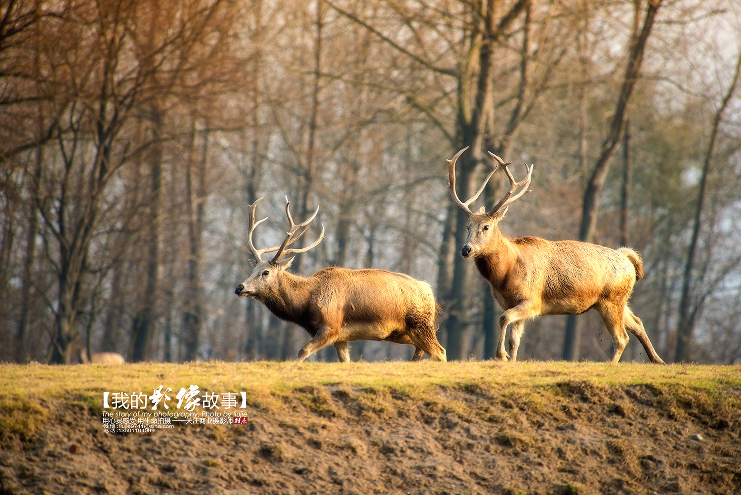 让麋鹿起死回生的地方中华麋鹿园_旅游攻略