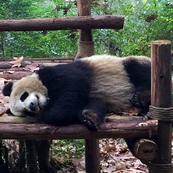 小贴士: 大熊猫繁育研究基地每年都会有以下的活动: 夏令营 孩子的假期到了,每天上班的家长是否担心没有时间管教孩子?担心孩子假期会在玩电子游戏、睡懒觉中度过?让您的孩子走出家门,走进大自然,学习一些关于大自然,关于动物的科学知识,并培养孩子的探索研究兴趣,在这里学会交流、学会和谐相处、学会尊重、学会奉献爱心。 针对对象: 812岁小孩 时间:3天 5天 国际实习生 为了满足各国学生的研修和大熊猫喜爱者的需求,我们专门设计了国际实习生项目。如果您喜欢大熊猫,想近距离了解它们,照料它们,我们非常乐意为您提