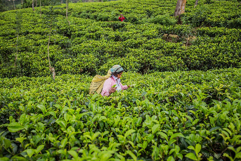 2015Mackwood茶厂_旅游攻略_门票_地址_游