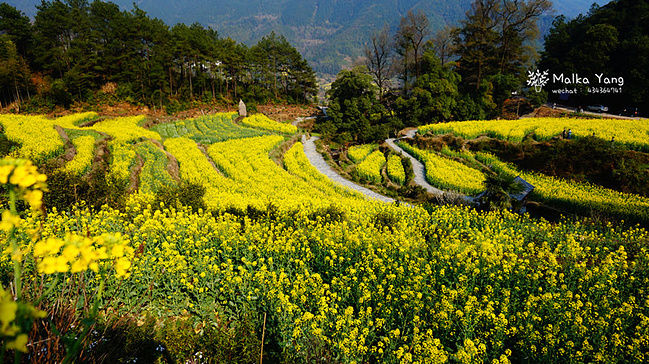 三月天,婺源见_上饶旅游攻略