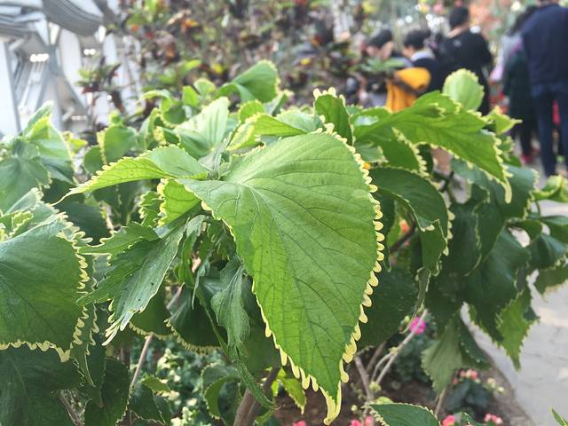 上海辰山植物园