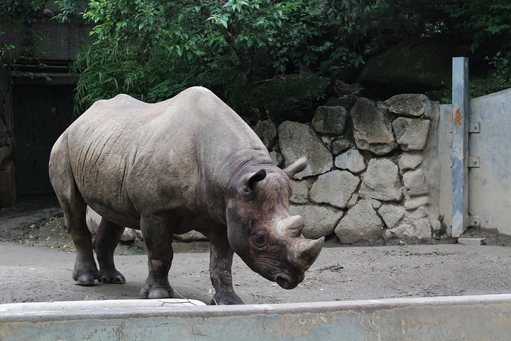 话说看老虎还是推荐大家去大阪动物园,那才叫一个近距离和霸气啊~感情