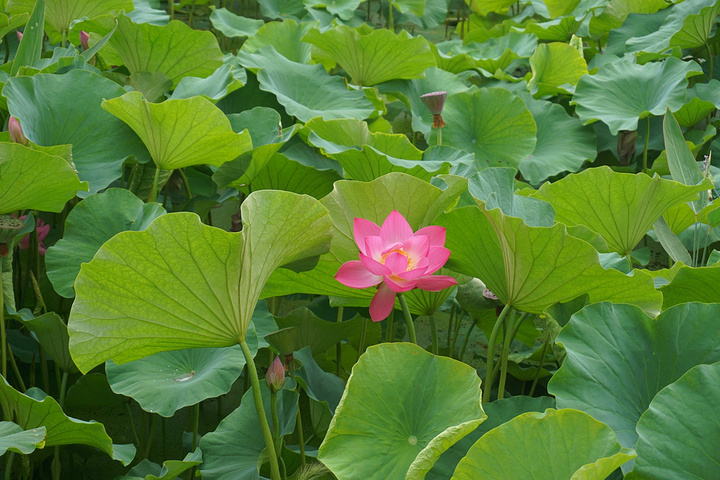长焦广角数码相机怎么拍背景虚化的效果_长焦拍出来的尺寸_超长焦拍荷花镜头推荐