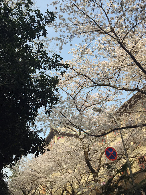 这个春天 和我去武大看樱花吧_武汉旅游攻略_自助游
