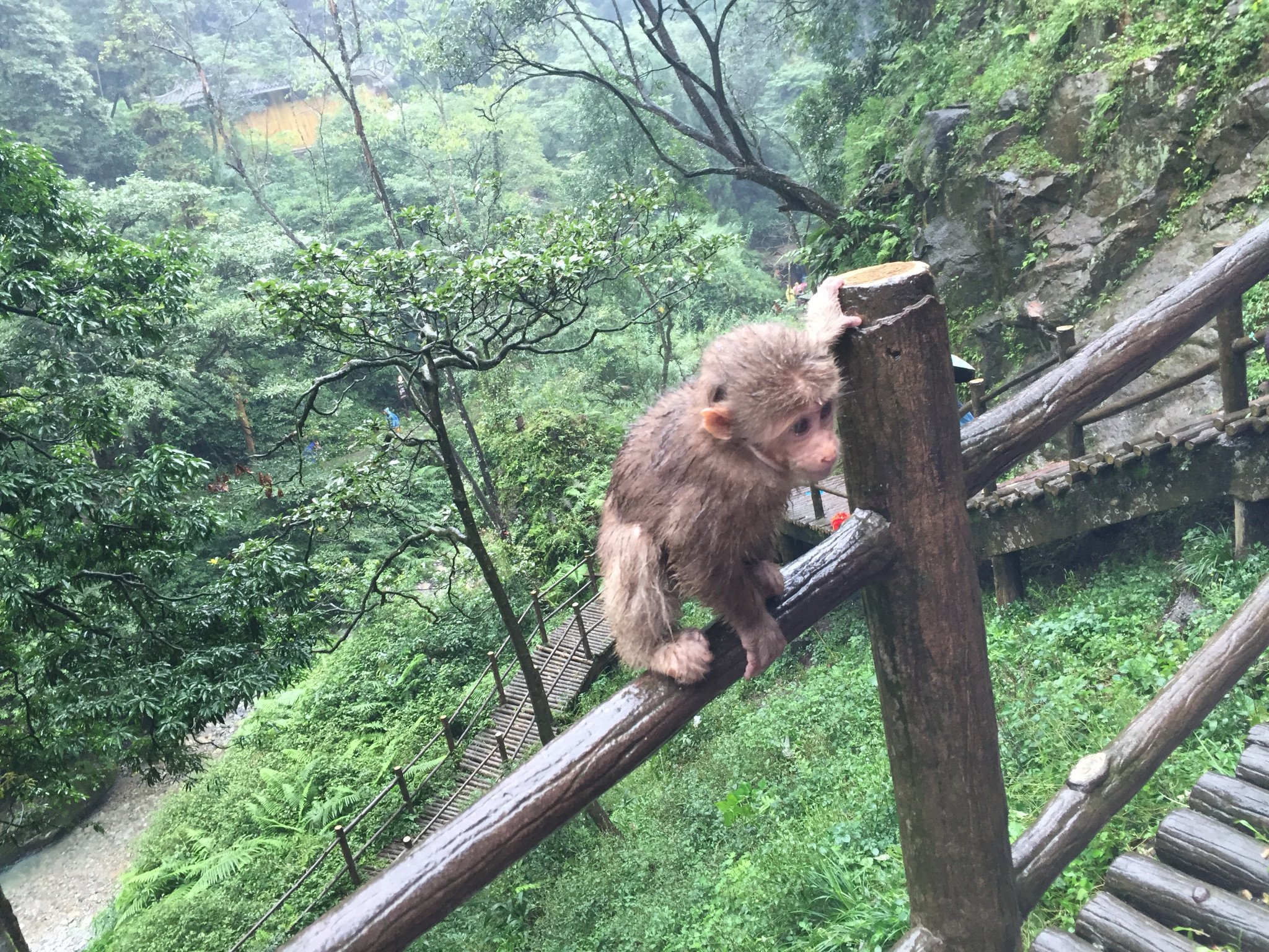 2022峨眉山生态猴区游玩攻略,猴区的猴子是有管理人员饲养.