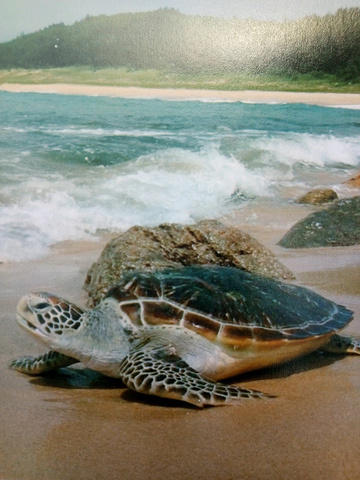 海龟自然保护区"的评论图片