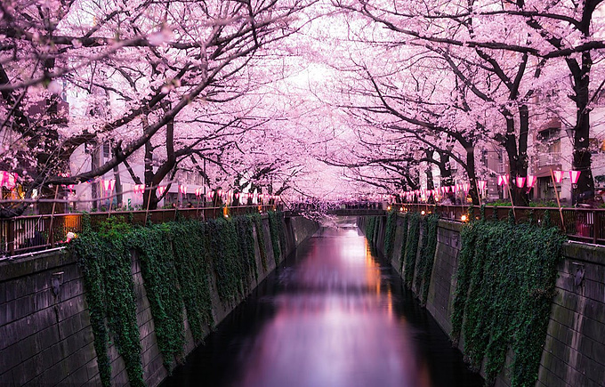 日本樱花节开幕在即 最美赏花地竟然在这里!