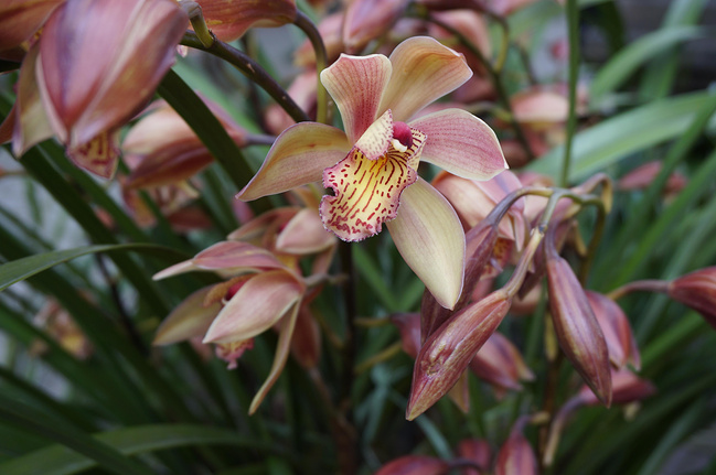 2014春节成都民俗美食休闲游_成都旅游攻略