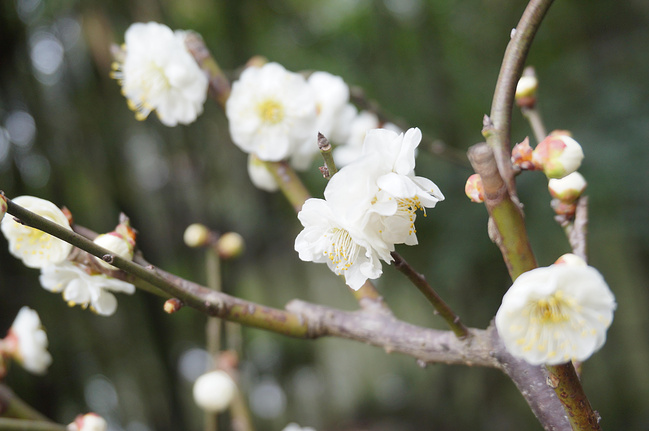 2014春节成都民俗美食休闲游_成都旅游攻略