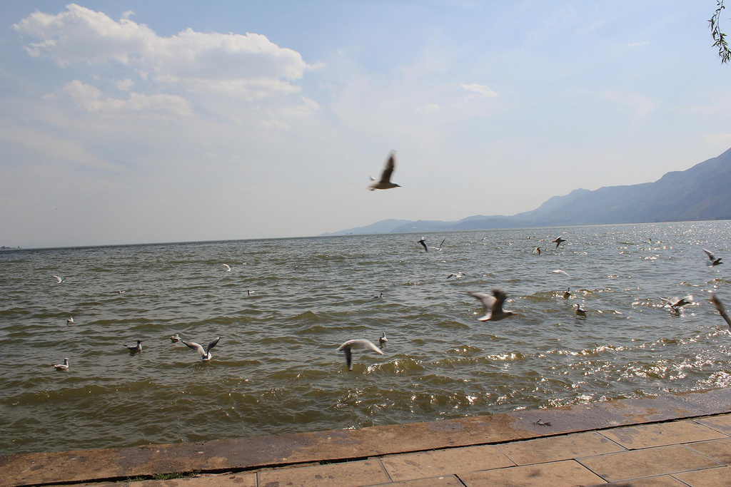 2014滇池最好的观景点_海埂公园评论