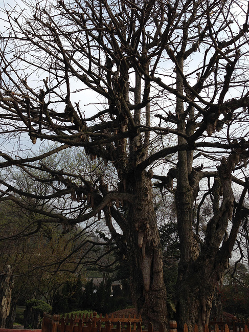 成都、峨眉山、都江堰5日自由行_成都旅游攻略