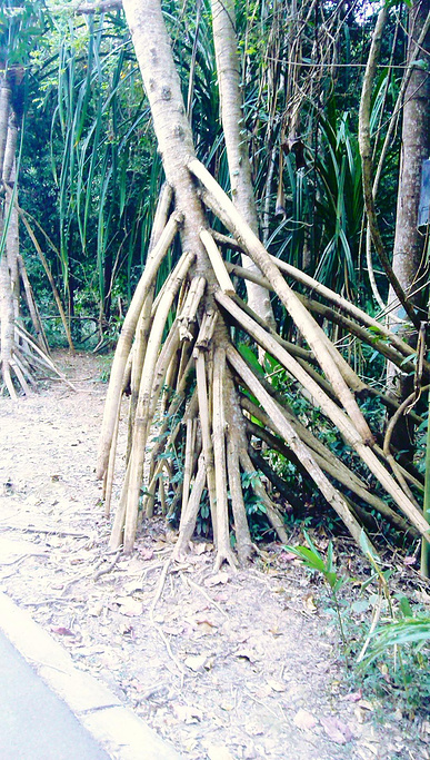 2015植物园非常大, 分东区和西区_中科院西双