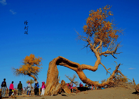 2015额济纳旗黑城景区_旅游攻略_门票_地址_