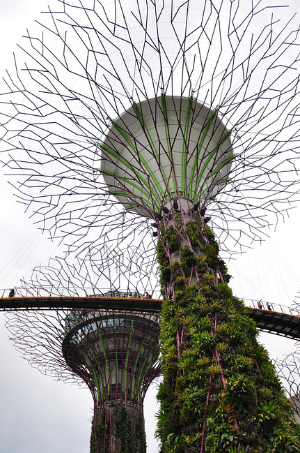 南有乔木,不可思休。_新加坡旅游攻略