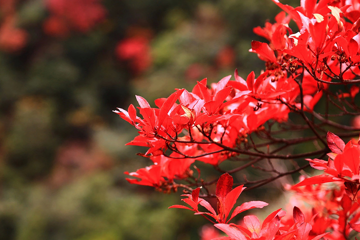 2015很遗憾不会英语没有办法跟他们交流_三清