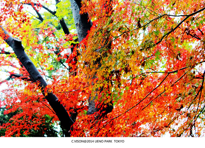 2015在去东京之前大略查看了几个景点和路线