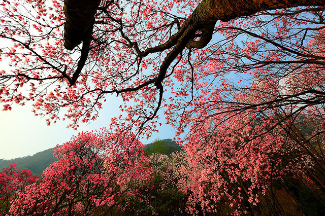 九皇山花溪景,赏花,玩水,露营浪漫二日游