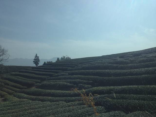 进入武夷山地界,到处都是茶园,这边的大红袍很出名.