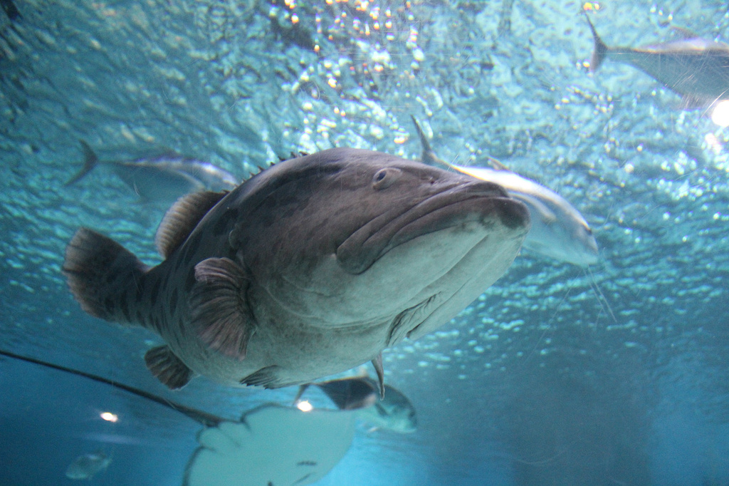 2015苏州海洋馆_旅游攻略_门票_地址_游记点