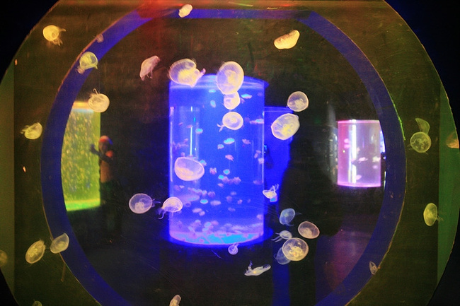 深圳东部华侨城一日游_深圳旅游攻略