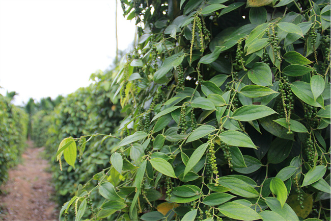 美丽琼海，慢慢品味_琼海旅游攻略_自助游攻略_去哪儿攻略社区