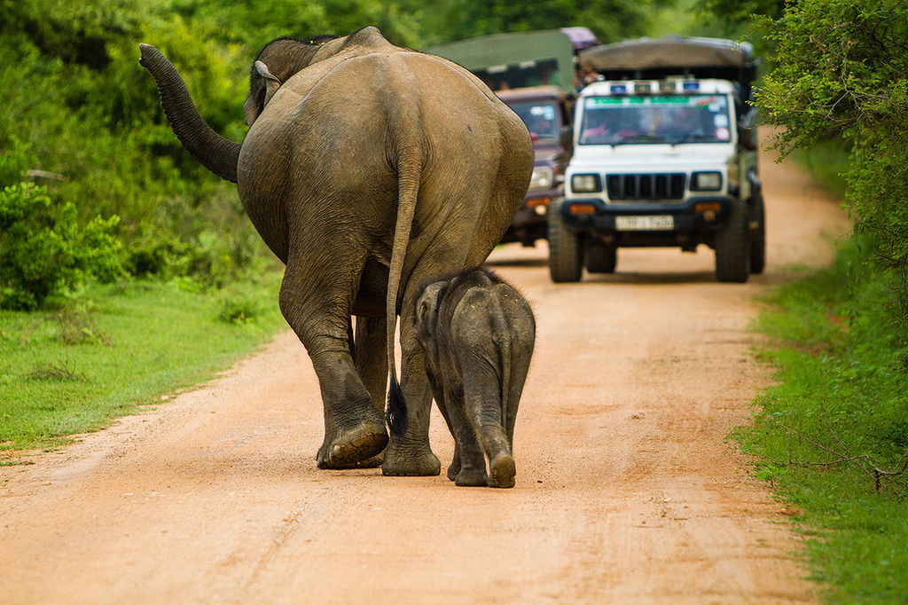 2015亚拉国家公园_旅游攻略_门票_地址_游记