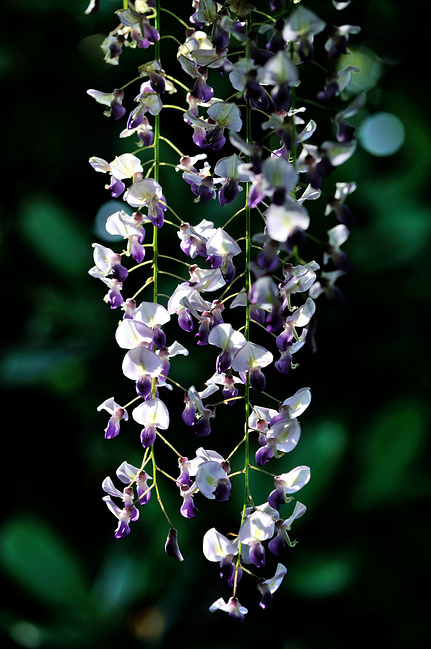 嘉定紫藤园及嘉定古城墙一日游_上海旅游攻略