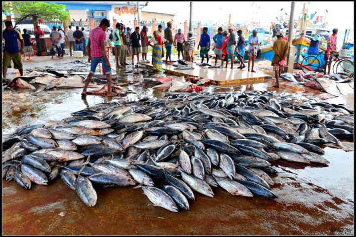 2016尼甘布中心鱼市场Negombo Cent_尼甘布鱼市场评论 - 去哪儿攻略社区