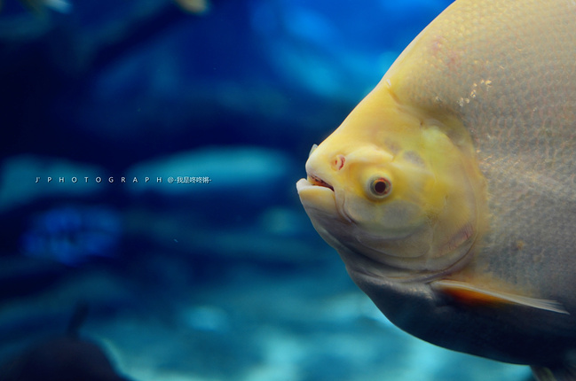 【樱花国吃货召集令】如果爱情就像鱼和水_珠