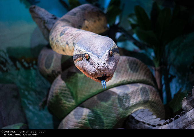 2015最后小火车行驶到我们昨晚入住的小木屋